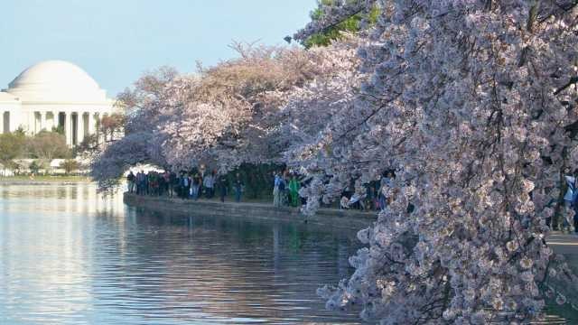 Cherry Blossoms at the Tidal Basin in 2019.